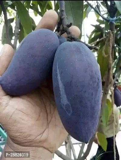 Baishnab  Black stone mango plant 111 Mango Plant-thumb0