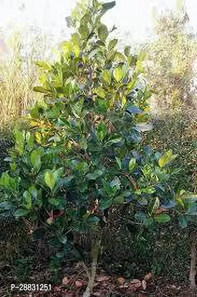 Baishnab  vitnam jackfruit plant Jack Fruit Plant