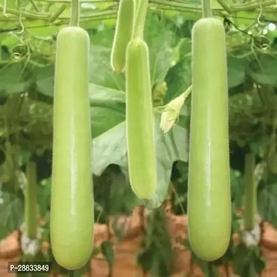 Baishnab l 1Global Multicom   BOTTLE GOURD SEEDS LAUKI50PIECE-thumb0