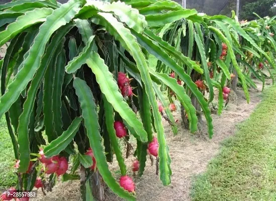 Baishnab Dragon Tree Pink Dragon Fruit Live PlantCF054