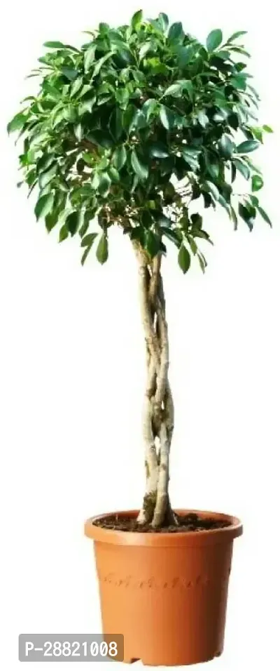 Baishnab  India Ficus Benjamina Plant Green freshPl-thumb0