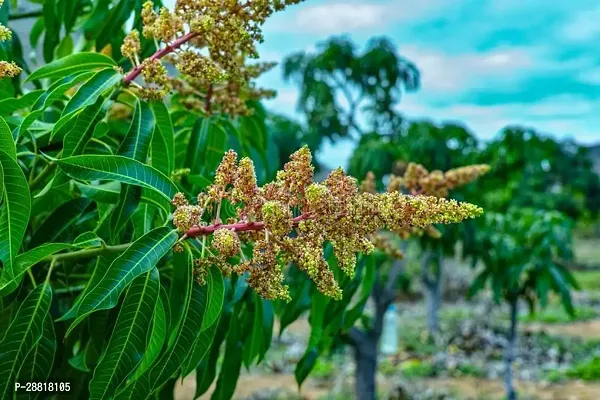 Baishnab  green mango Mango Plant