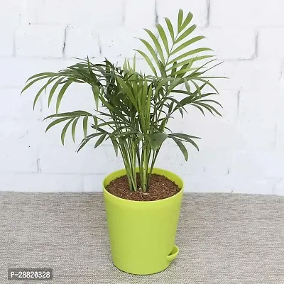 Baishnab  RTPLANT1499 Money Plant-thumb0