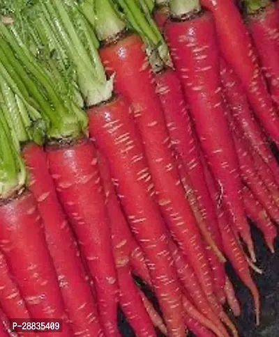 Baishnab Carrot  seed 1000mc hgGaj 192 Atomic Red Carrot 1000Seeds1000PIECE-thumb0