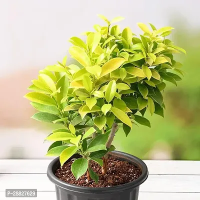 Baishnab  Ficus Panda  Plant Ficus Plant