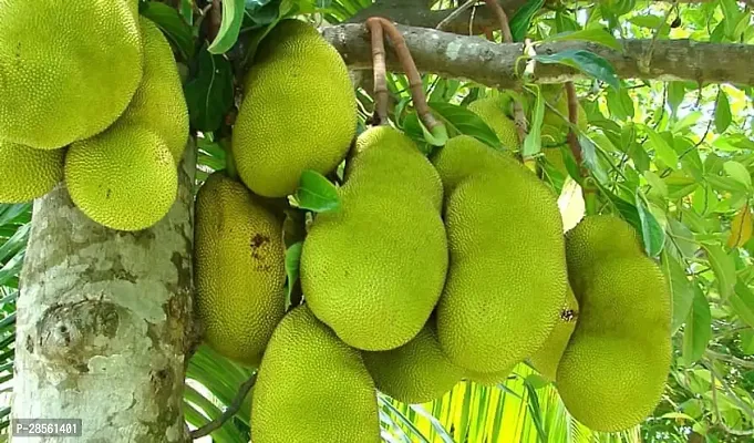 Baishnab Jack Fruit Plant K.K.Enterprise