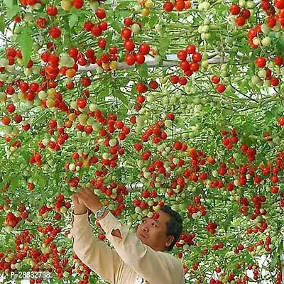 Baishnab Tomato seed 70ps mc drHYBRID TOMATO SEEDS   TAMATAR KE BEEJ   PACK OF 70   टमाटर के बीज AZ53670PIECE