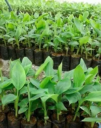 Baishnab Banana Plant Live Grand Nain Cavendish Banana Plant All Climate-thumb2