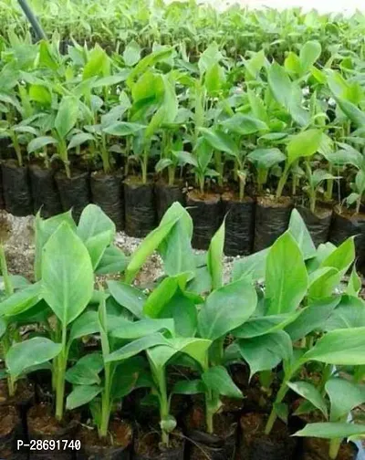 Baishnab Banana Plant Live Grand Nain Cavendish Banana Plant All Climate-thumb3