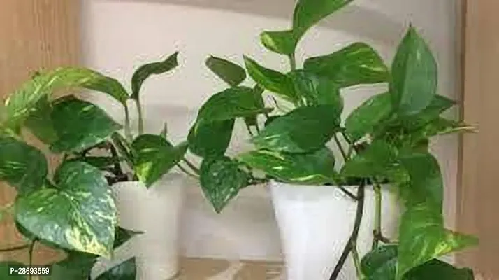 Baishnab Money Plant MONEY PLANT M7