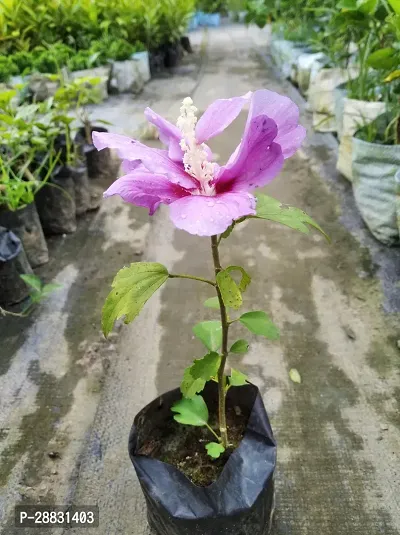 Baishnab  Purple hibiscus plant Hibiscus Plant-thumb0