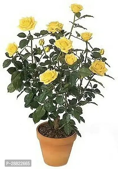 Baishnab  Yellow Rose PlantCFA416 Rose Plant-thumb0