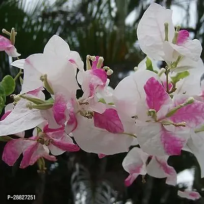 Baishnab  GSDLANTOJ1153 Bougainvillea Plant