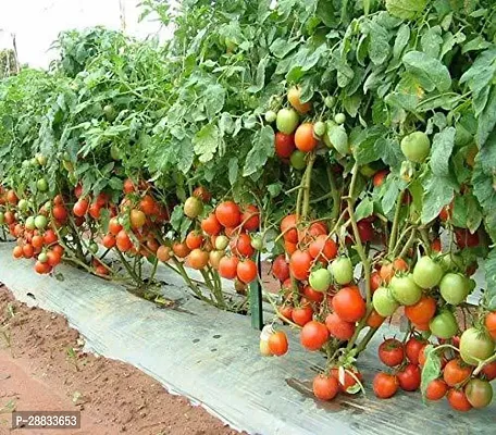 Baishnab Earth Seeds R 116Tomato Seeds 1775PIECE-thumb0