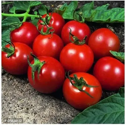 Baishnab tomato seed 100 ps llo Tomato Finest Seeds100PIECE-thumb0