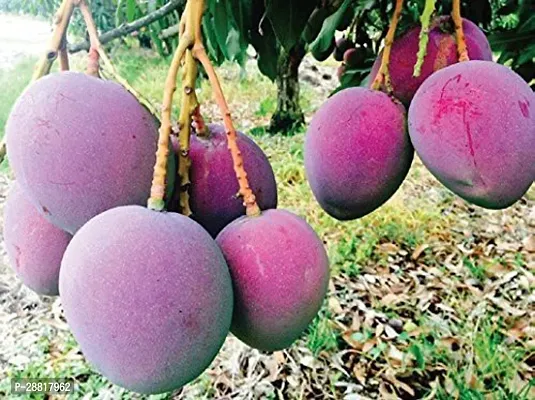 Baishnab  MANGO PLANT067 Mango Plant