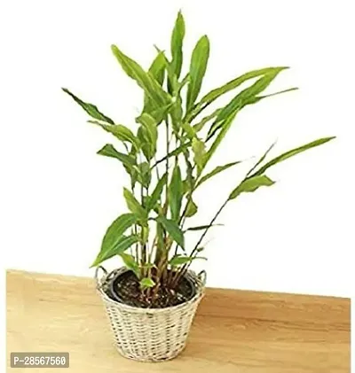 Baishnab ElaichiCardamom Plant PLT-369-thumb0