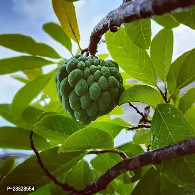 Baishnab  Custard Apple Live Plant Disha309081 C-thumb0