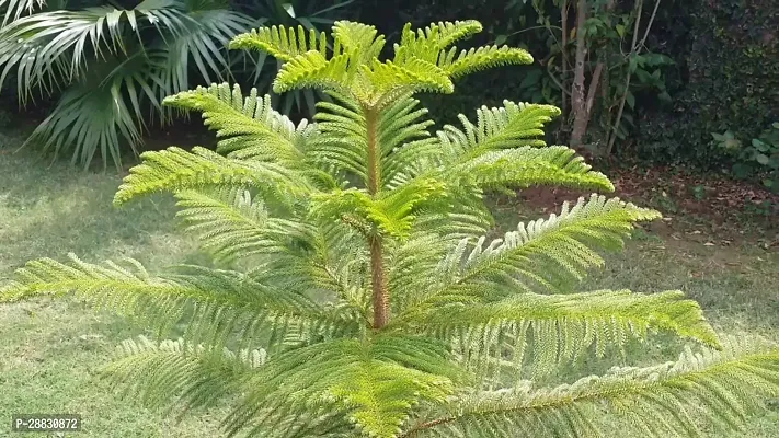 Baishnab  ARAUCARIA 1 PLANT Christmas Tree Plant