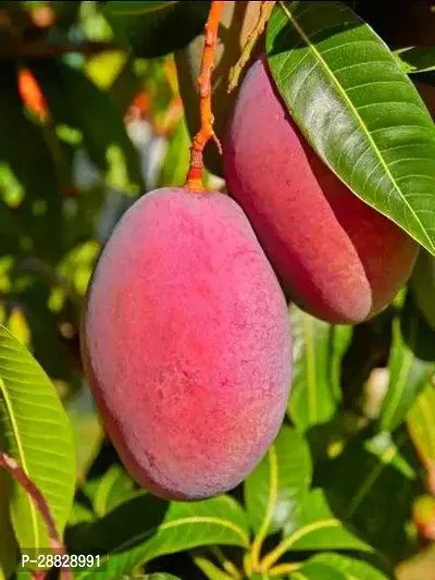 Baishnab  Gulab Khaas Mango Live Grafted Plant G02-thumb0