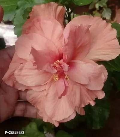 Baishnab  hibqb01 Hibiscus Plant-thumb0