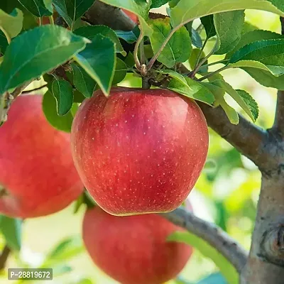 Baishnab  Apple Fruit Plant   Ap01 Apple Plant