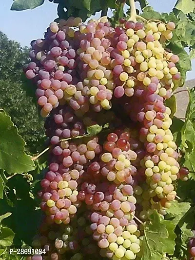 Baishnab Grapes Plant yyg11-thumb0