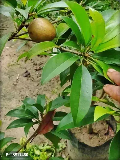 Baishnab  Chiku Chiku Plant-thumb0