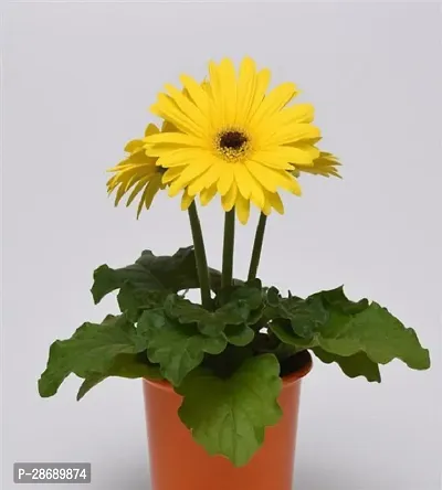 Baishnab Gerbera Plant Yellow Gerbera Flower Plant-thumb0