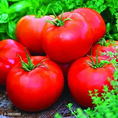 Baishnab tomato seed 500 ps kkiHigh Yield Hybrid Rare BEEFSTEAK TOMATO Seeds500PIECE