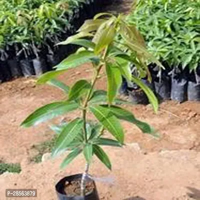 Baishnab Mango Plant Mango Fruit Live Plant Mulgoba-thumb0