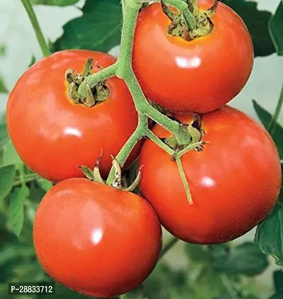 Baishnab Earth Seeds R 60TOMATO16115PIECE