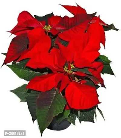 Baishnab  Red Poinsettia Flower Plant Heart Leaf Ox-thumb0