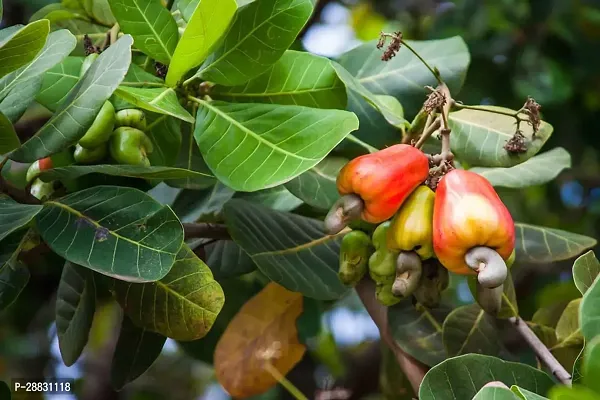 Baishnab  CashewnutHybrid Plant0174 Cashew Apple P-thumb0