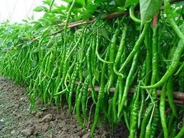 Baishnab chili sed 50 ps iiolkPepper Chilli Hybrid Bengali Surajmukhi Type Seeds Pack of 50 50PIECE-thumb2