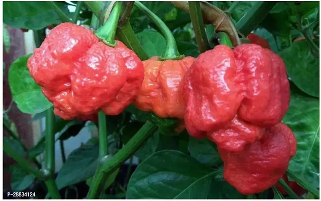 Baishnab chilli seed 1000 ps PPLgy HOT Chilli Pepper   Trinidad MORUGA Scorpion Seeds   Extremely HOT1000PIECE-thumb0