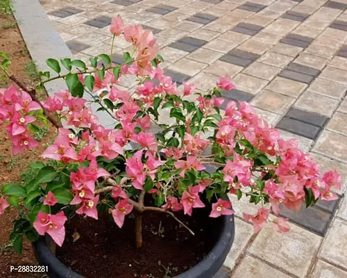 Baishnab  Bougainvillea Borders Plant 006 Bougainvi-thumb0