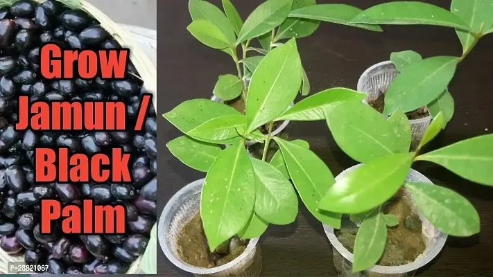 Baishnab  JAMUN PLANT 2 Jamun Plant-thumb0