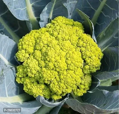 Baishnab GREEN Cauliflower seed80 per packet  rbGreen Cauliflower  Phol Gobhi  F1 Hybrid Vegetable Seeds   G18380PIECE