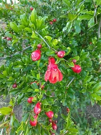 Baishnab Pomegranate Plant Pomegranet plant mc guyuyg-thumb2