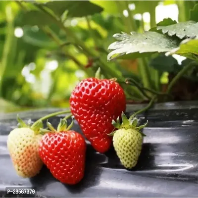 Baishnab Strawberry Plant Strawberry Fruit Live Plant CF02-thumb0