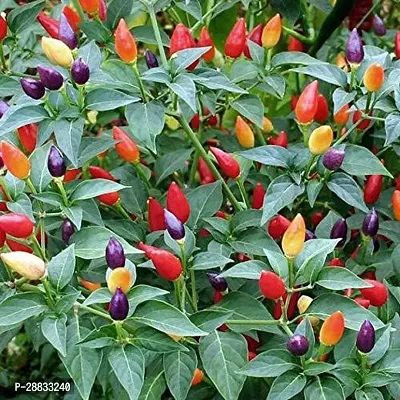 Baishnab chilli seed 250 ps ffioFast Grow Chilli seeds Rainbow Hot Pepper Chilli Vegetable250PIECE