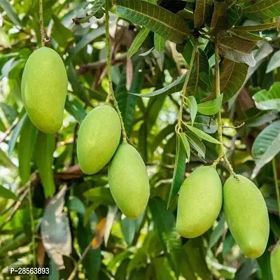 Baishnab Mango Plant Mango Tree (Kesar, Grafted) - Plant-thumb0