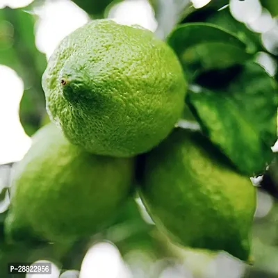 Baishnab  Gandharaj lemon plant Lemon Plant