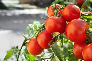 Baishnab Tomato seed50 per packet  22 rbTomato Seeds   F1 Hybrid   Organic Seeds   For Home   Kitchen Garden50PIECE-thumb2