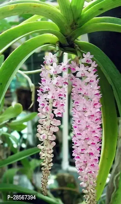 Baishnab Lily Plant Exotic Vanda Rhyncostylis retusa Foxtail Orchid Live Plant in Pot-thumb0