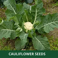 Baishnab Cauli flower seed 100ps mc2 PACKETS OF  CAULI FLOWER100PIECE-thumb1