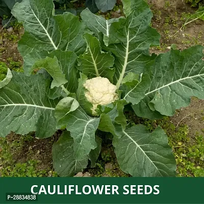 Baishnab Cauli flower seed 100ps mc2 PACKETS OF  CAULI FLOWER100PIECE-thumb2