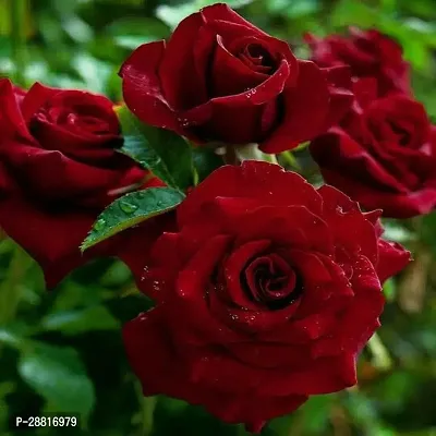 Baishnab  Red Rose Plant Rose Plant