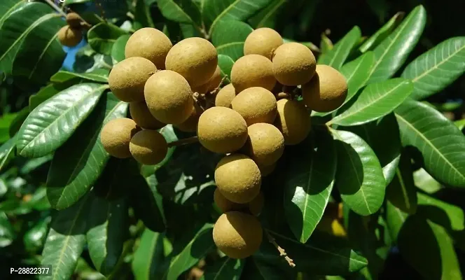 Baishnab  Rare Longan fruit plantCFA30 Chiku Pla-thumb0